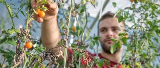 Man picking fruit