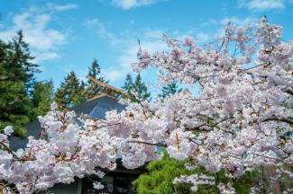 Cherry blossoms